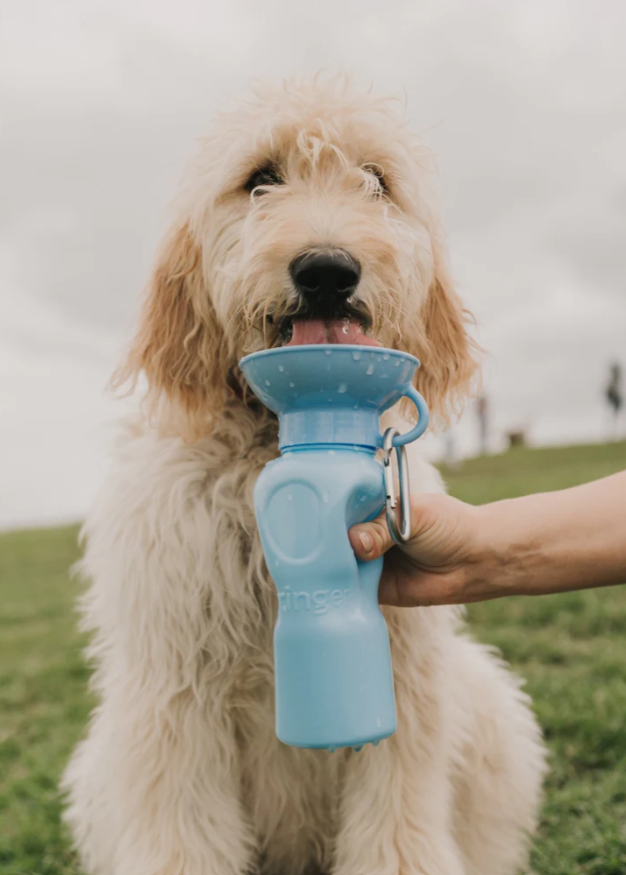 http://www.shopdogsht.com/cdn/shop/files/springerwaterbottlewithdog.png?v=1692898616