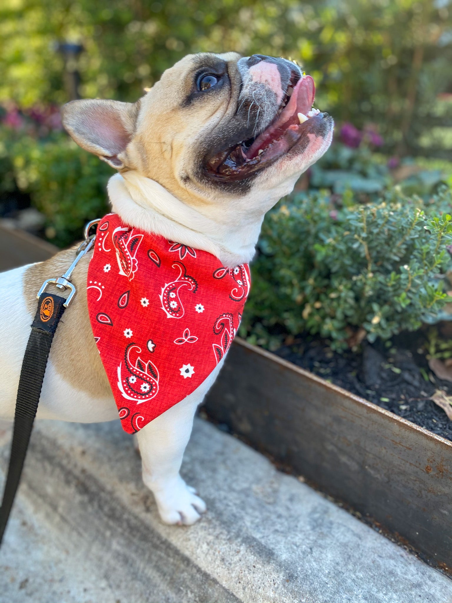 Paisley dog shop bandana