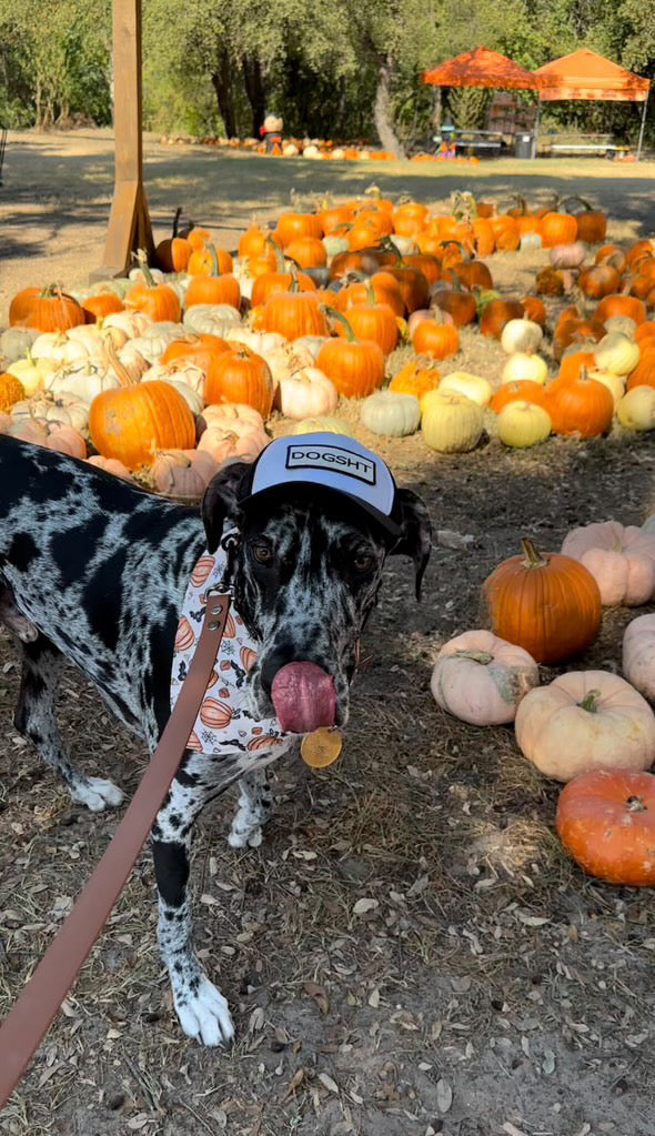 DOGSHT Hats for Dogs