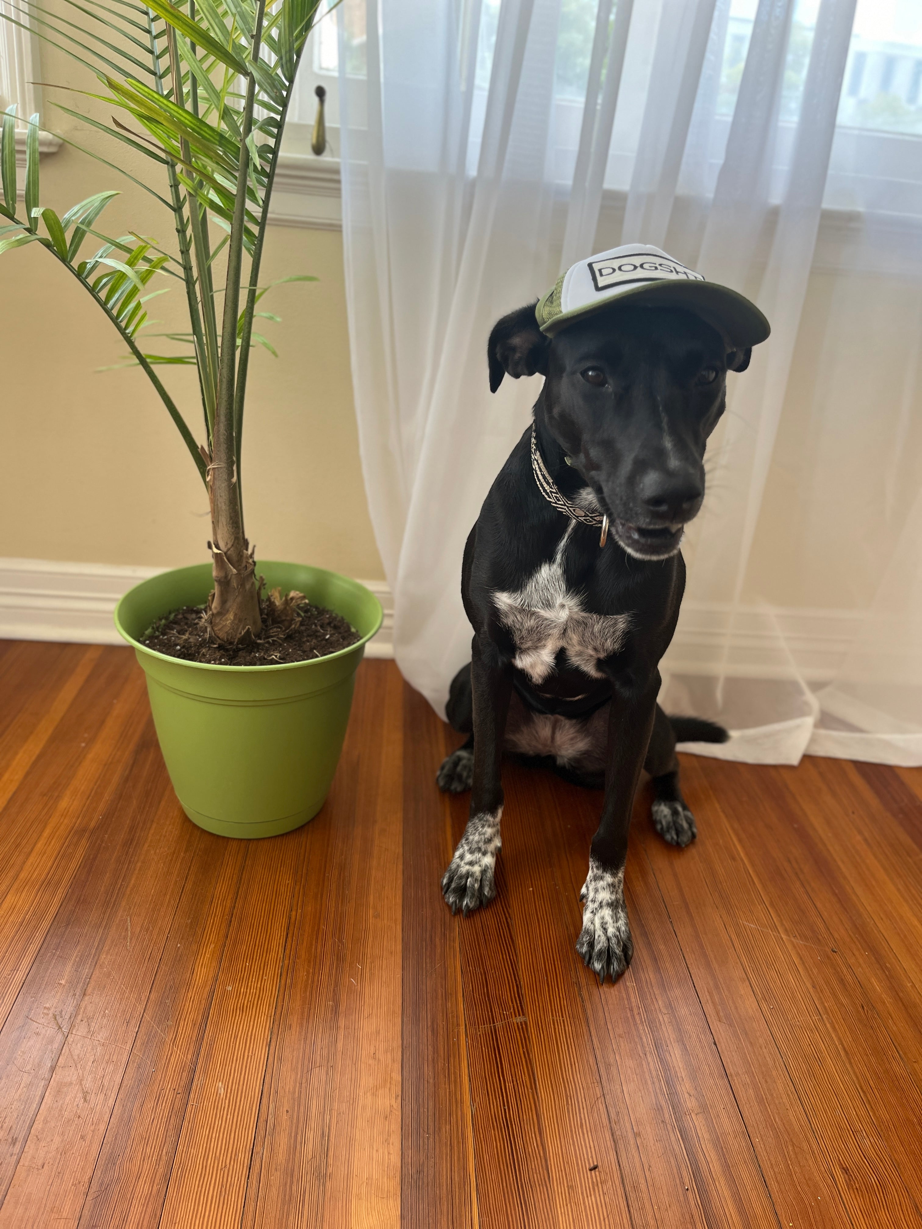 DOGSHT Hats for Dogs