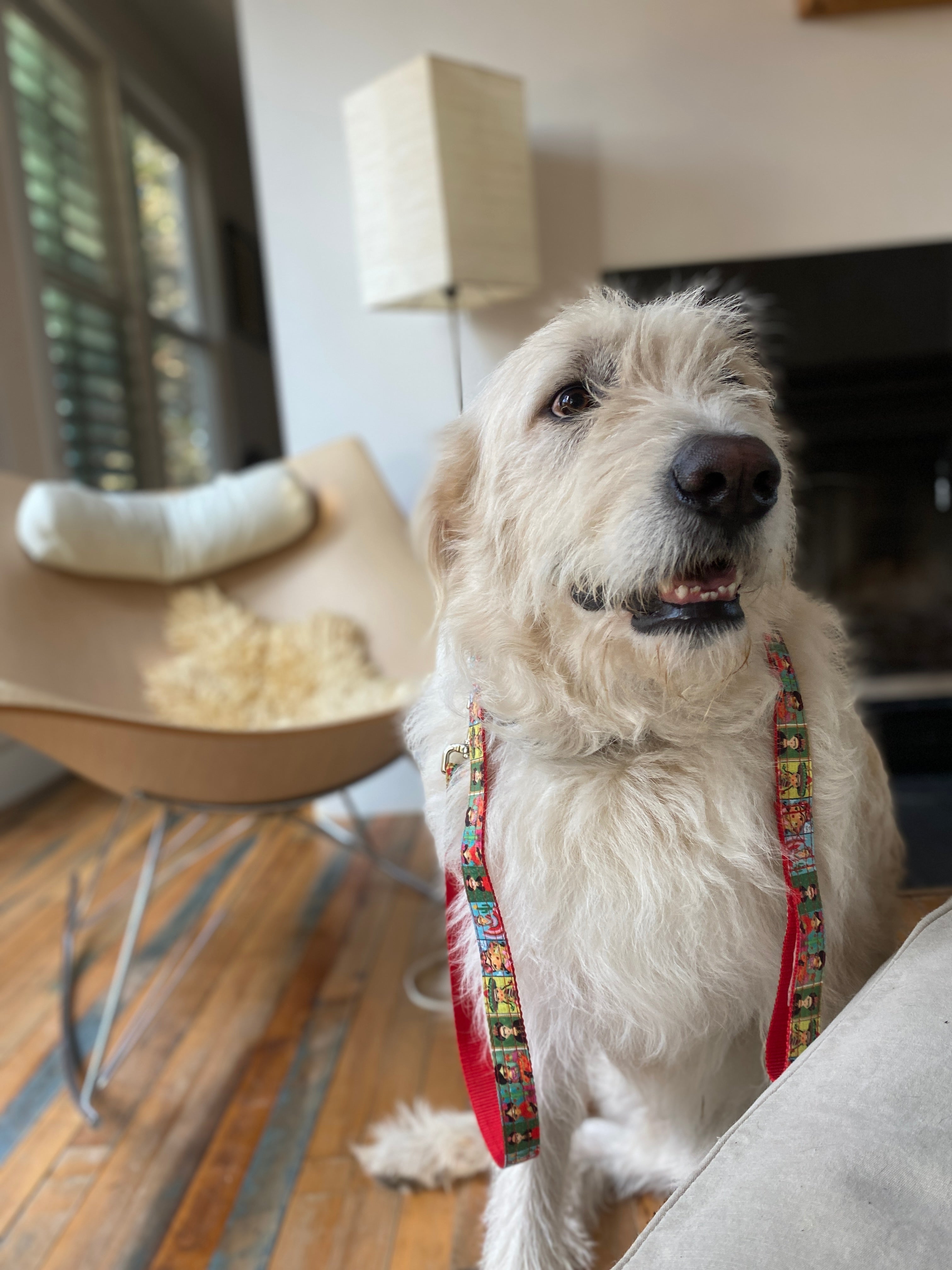 Frida kahlo shop dog collar