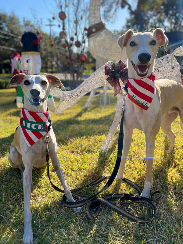 Reversible Dallas Cowboys Pet Bandana. Collar Not Included. -   Canada  in 2023